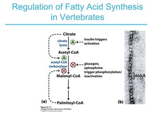 Lipids biosynthesis