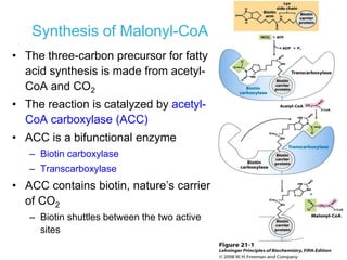 Lipids biosynthesis