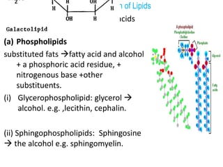 Classification of Lipids
2.Complex lipids: Esters of fatty acids
containing other groups
(a) Phospholipids
substituted fats fatty acid and alcohol
+ a phosphoric acid residue, +
nitrogenous base +other
substituents.
(i) Glycerophospholipid: glycerol 
alcohol. e.g. ,lecithin, cephalin.
(ii) Sphingophospholipids: Sphingosine
 the alcohol e.g. sphingomyelin.
 
