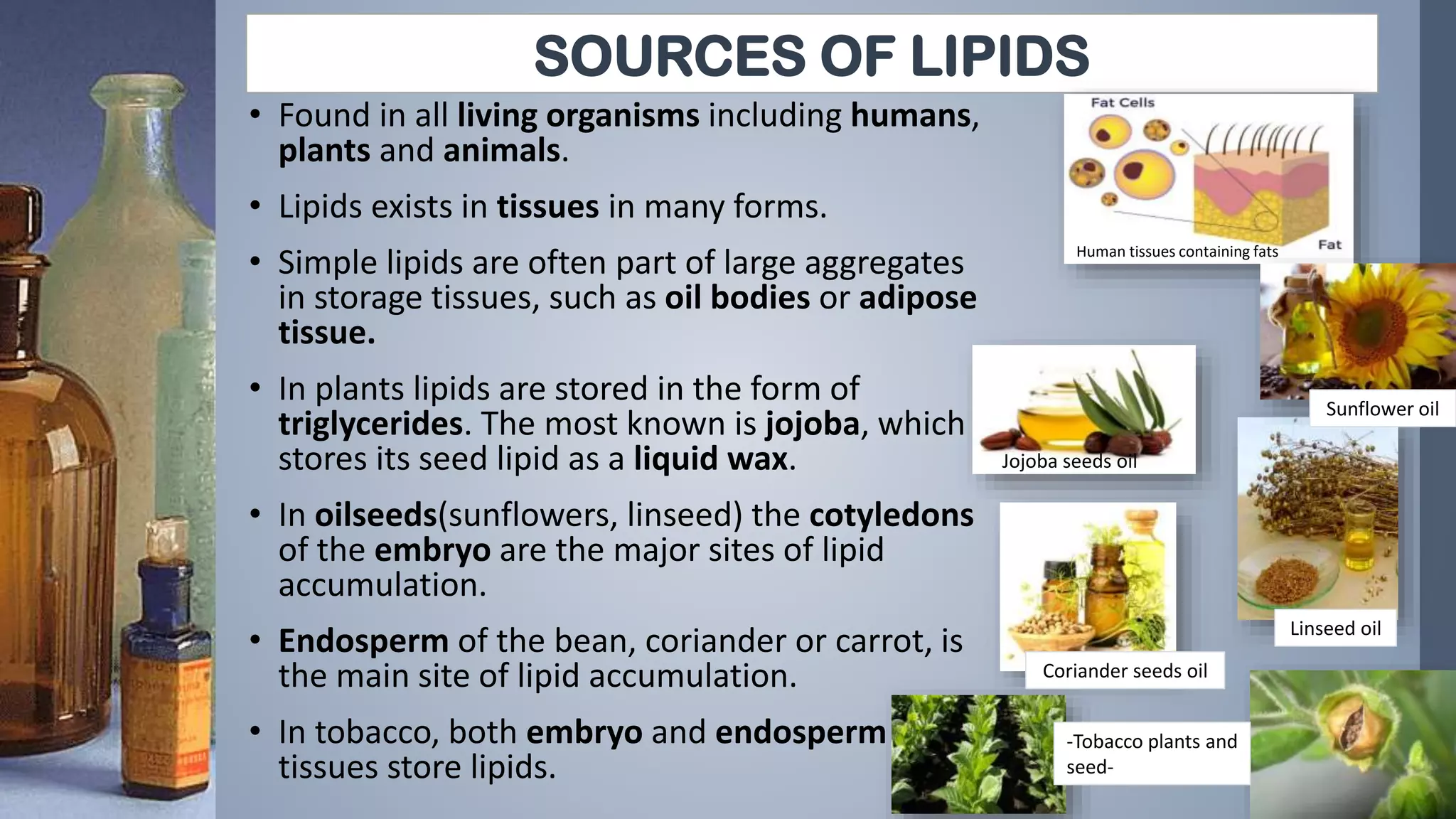 SOURCES OF LIPIDS
• Found in all living organisms including humans,
plants and animals.
• Lipids exists in tissues in many forms.
• Simple lipids are often part of large aggregates
in storage tissues, such as oil bodies or adipose
tissue.
• In plants lipids are stored in the form of
triglycerides. The most known is jojoba, which
stores its seed lipid as a liquid wax.
• In oilseeds(sunflowers, linseed) the cotyledons
of the embryo are the major sites of lipid
accumulation.
• Endosperm of the bean, coriander or carrot, is
the main site of lipid accumulation.
• In tobacco, both embryo and endosperm
tissues store lipids.
Human tissues containing fats
Jojoba seeds oil
Linseed oil
Sunflower oil
Coriander seeds oil
-Tobacco plants and
seed-
 