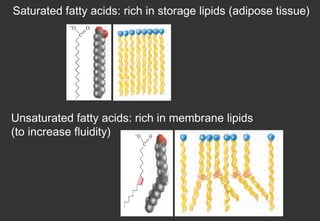 Saturated fatty acids: rich in storage lipids (adipose tissue)




Unsaturated fatty acids: rich in membrane lipids
(to increase fluidity)
 