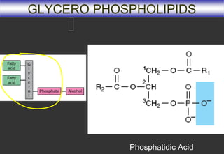 GLYCERO PHOSPHOLIPIDS




            Phosphatidic Acid
 