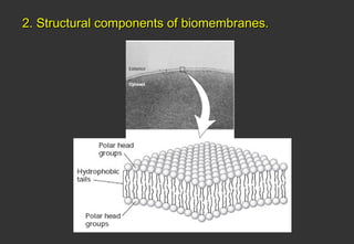 2. Structural components of biomembranes.
 