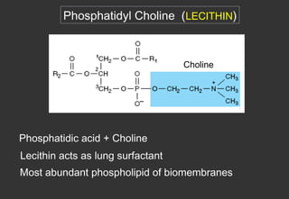 Phosphatidyl Choline (LECITHIN)



                                   Choline




Phosphatidic acid + Choline
Lecithin acts as lung surfactant
Most abundant phospholipid of biomembranes
 