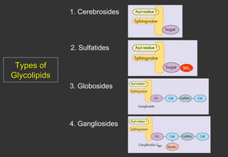 1. Cerebrosides




              2. Sulfatides

 Types of
Glycolipids
              3. Globosides




              4. Gangliosides
 