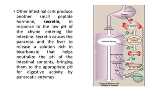 • Other intestinal cells produce
another small peptide
hormone, secretin, in
response to the low pH of
the chyme entering the
intestine. Secretin causes the
pancreas and the liver to
release a solution rich in
bicarbonate that helps
neutralize the pH of the
intestinal contents, bringing
them to the appropriate pH
for digestive activity by
pancreatic enzymes
 