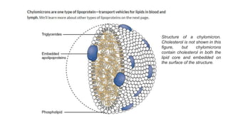 Structure of a chylomicron.
Cholesterol is not shown in this
figure, but chylomicrons
contain cholesterol in both the
lipid core and embedded on
the surface of the structure.
 
