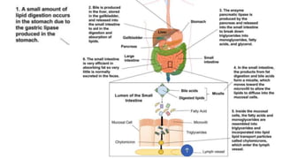 Lipids Dig. Abs..pptx