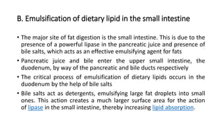 B. Emulsification of dietary lipid in the small intestine
• The major site of fat digestion is the small intestine. This is due to the
presence of a powerful lipase in the pancreatic juice and presence of
bile salts, which acts as an effective emulsifying agent for fats
• Pancreatic juice and bile enter the upper small intestine, the
duodenum, by way of the pancreatic and bile ducts respectively
• The critical process of emulsification of dietary lipids occurs in the
duodenum by the help of bile salts
• Bile salts act as detergents, emulsifying large fat droplets into small
ones. This action creates a much larger surface area for the action
of lipase in the small intestine, thereby increasing lipid absorption.
 