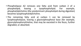 • Phospholipase A2 removes one fatty acid from carbon 2 of a
phospholipid, leaving a lysophospholipid. For example,
phosphatidylcholine (the predominant phospholipid during digestion)
becomes lysophosphatidylcholine.
• The remaining fatty acid at carbon 1 can be removed by
lysophospholipase, leaving a glycerylphosphoryl base (for example,
glycerylphosphorylcholine, that may be excreted in the feces, further
degraded, or absorbed.
 