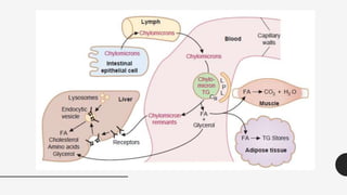 Lipids digestion