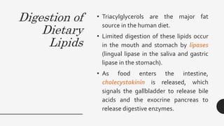 Digestion of
Dietary
Lipids
• Triacylglycerols are the major fat
source in the human diet.
• Limited digestion of these lipids occur
in the mouth and stomach by lipases
(lingual lipase in the saliva and gastric
lipase in the stomach).
• As food enters the intestine,
cholecystokinin is released, which
signals the gallbladder to release bile
acids and the exocrine pancreas to
release digestive enzymes.
 