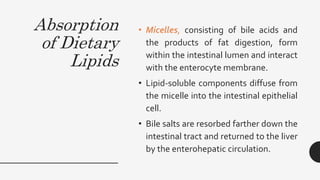 Absorption
of Dietary
Lipids
• Micelles, consisting of bile acids and
the products of fat digestion, form
within the intestinal lumen and interact
with the enterocyte membrane.
• Lipid-soluble components diffuse from
the micelle into the intestinal epithelial
cell.
• Bile salts are resorbed farther down the
intestinal tract and returned to the liver
by the enterohepatic circulation.
 