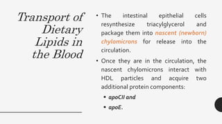 Transport of
Dietary
Lipids in
the Blood
• The intestinal epithelial cells
resynthesize triacylglycerol and
package them into nascent (newborn)
chylomicrons for release into the
circulation.
• Once they are in the circulation, the
nascent chylomicrons interact with
HDL particles and acquire two
additional protein components:
 apoCII and
 apoE.
 