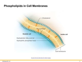 © McGraw Hill, LLC
Phospholipids in Cell Membranes
Access the text alternative for slide images.
42
 