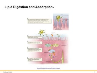 © McGraw Hill, LLC
Lipid Digestion and Absorption2
Access the text alternative for slide images.
57
 