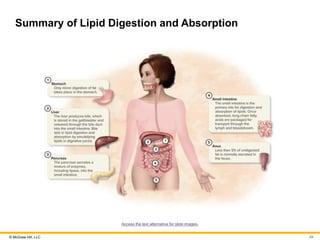 © McGraw Hill, LLC
Summary of Lipid Digestion and Absorption
Access the text alternative for slide images.
64
 