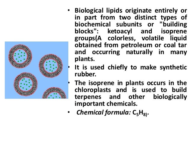 Image Result For The Building Blocks Subunits Of Lipids Image Result For The Building Blocks Subunits Of Lipids