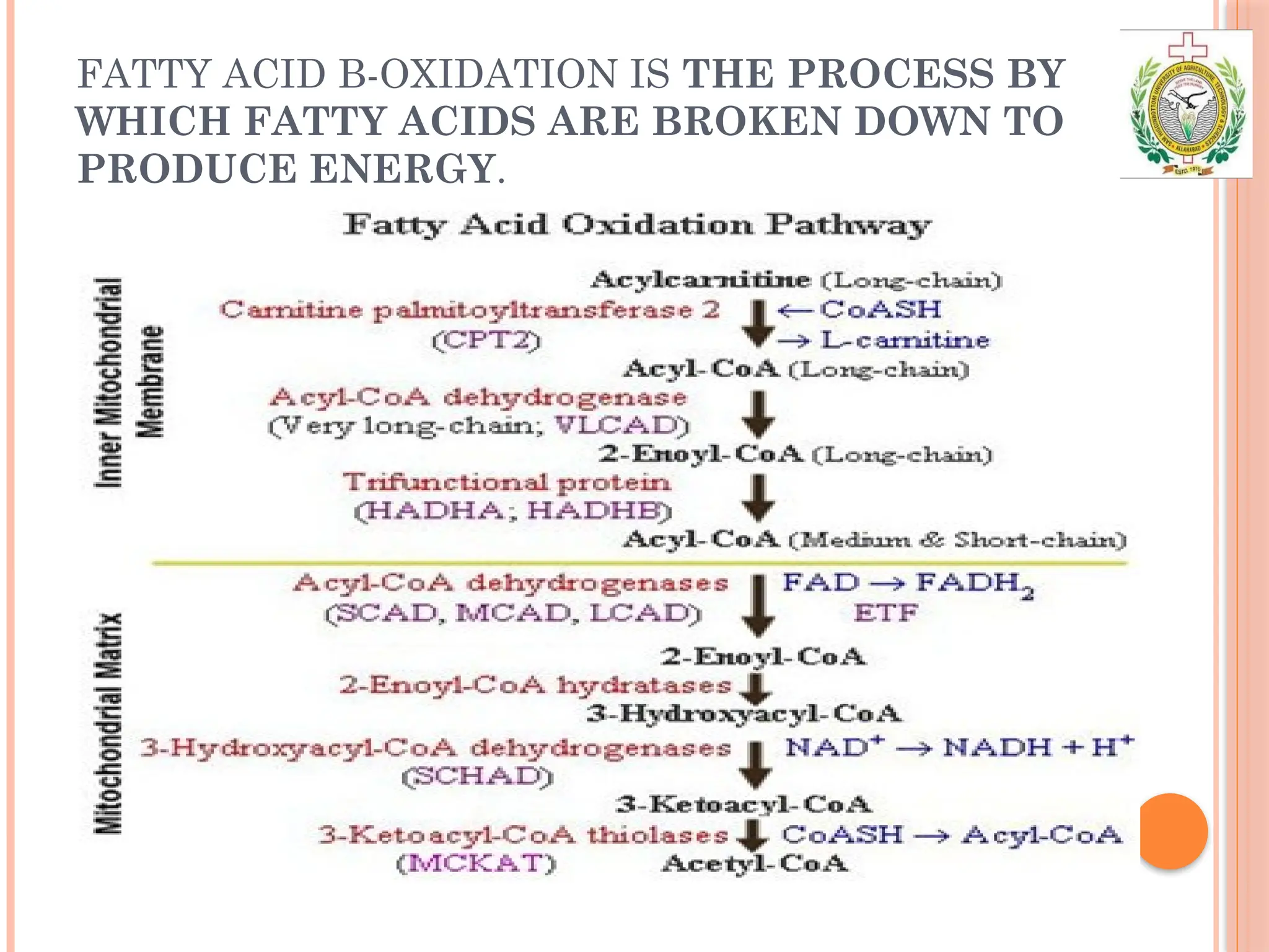 FATTY ACID Β-OXIDATION IS THE PROCESS BY
WHICH FATTY ACIDS ARE BROKEN DOWN TO
PRODUCE ENERGY.
 