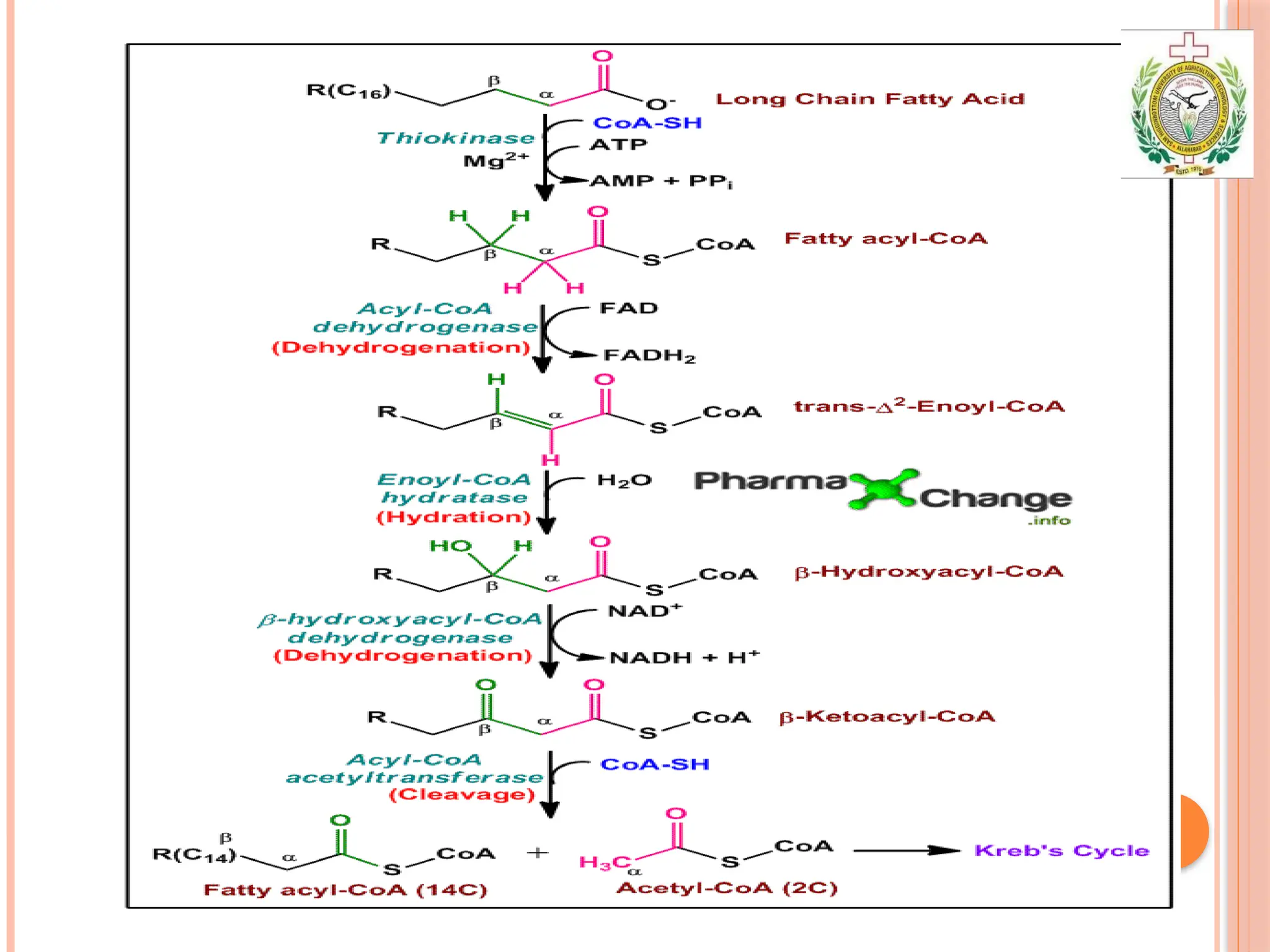 LIPIDS -introduction ,classification and metabolism