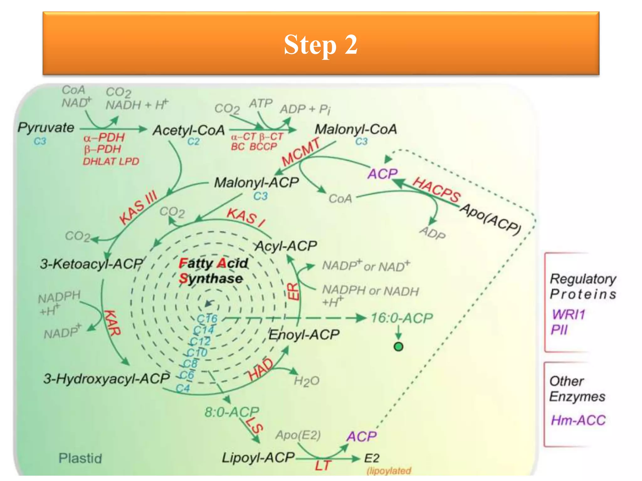 Lipids metabolism in plants | PPTX
