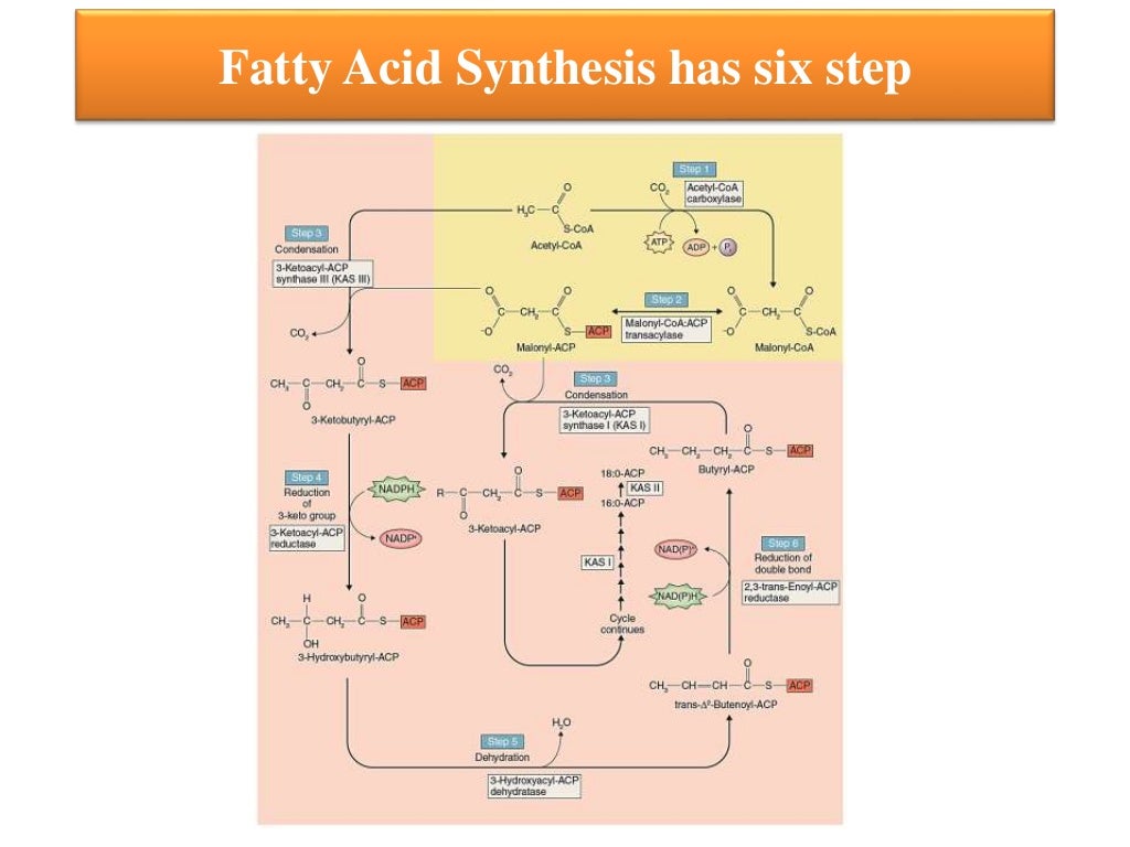 Lipids metabolism in plants