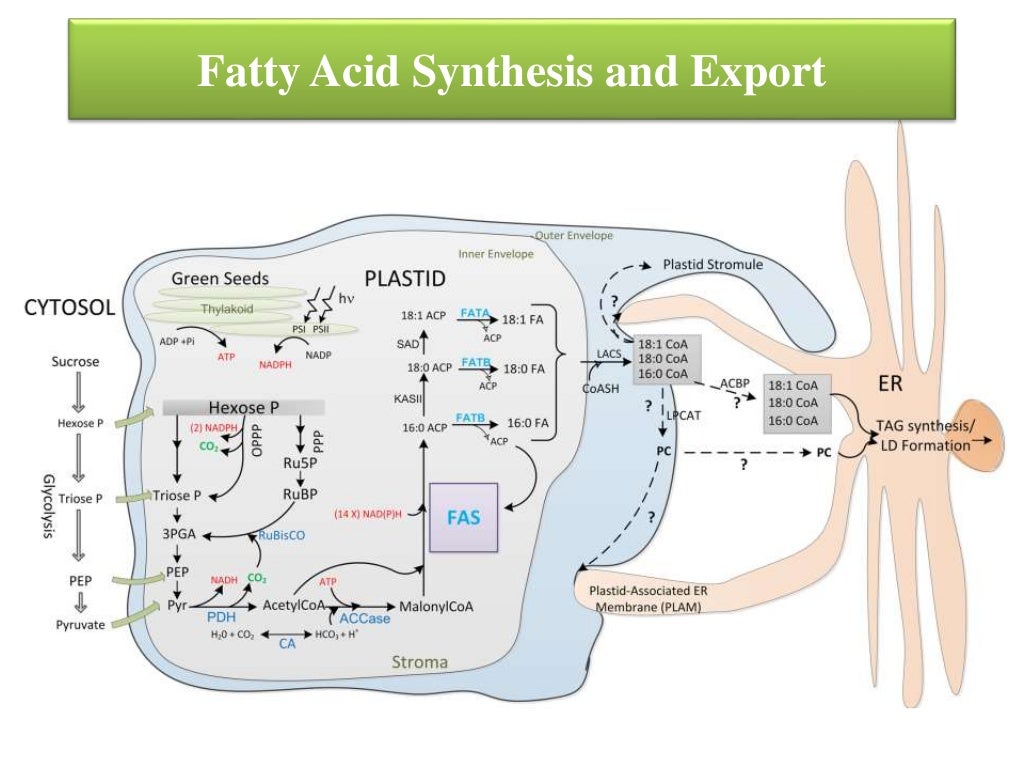 Lipids metabolism in plants