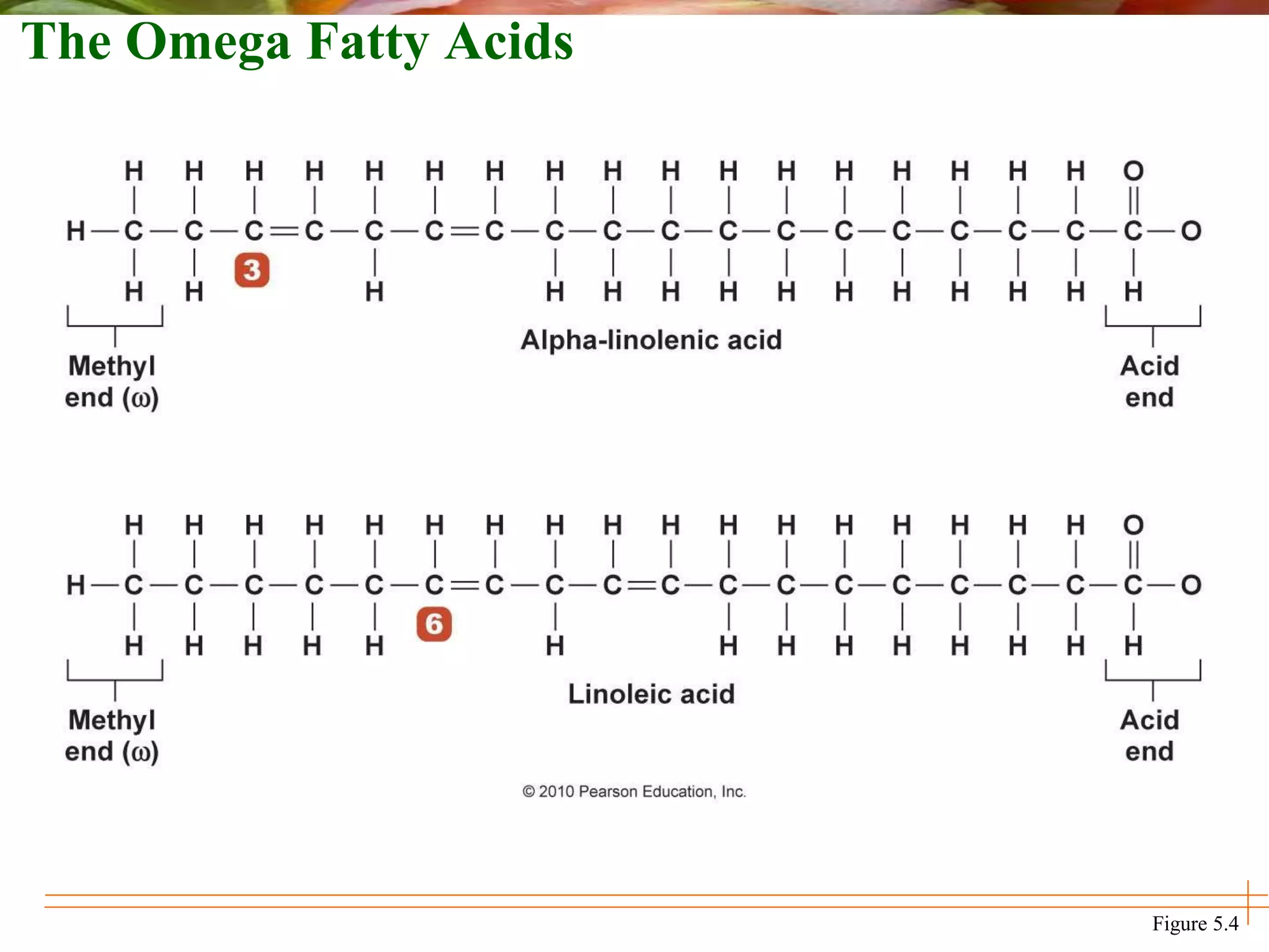 The Omega Fatty Acids
Figure 5.4
 