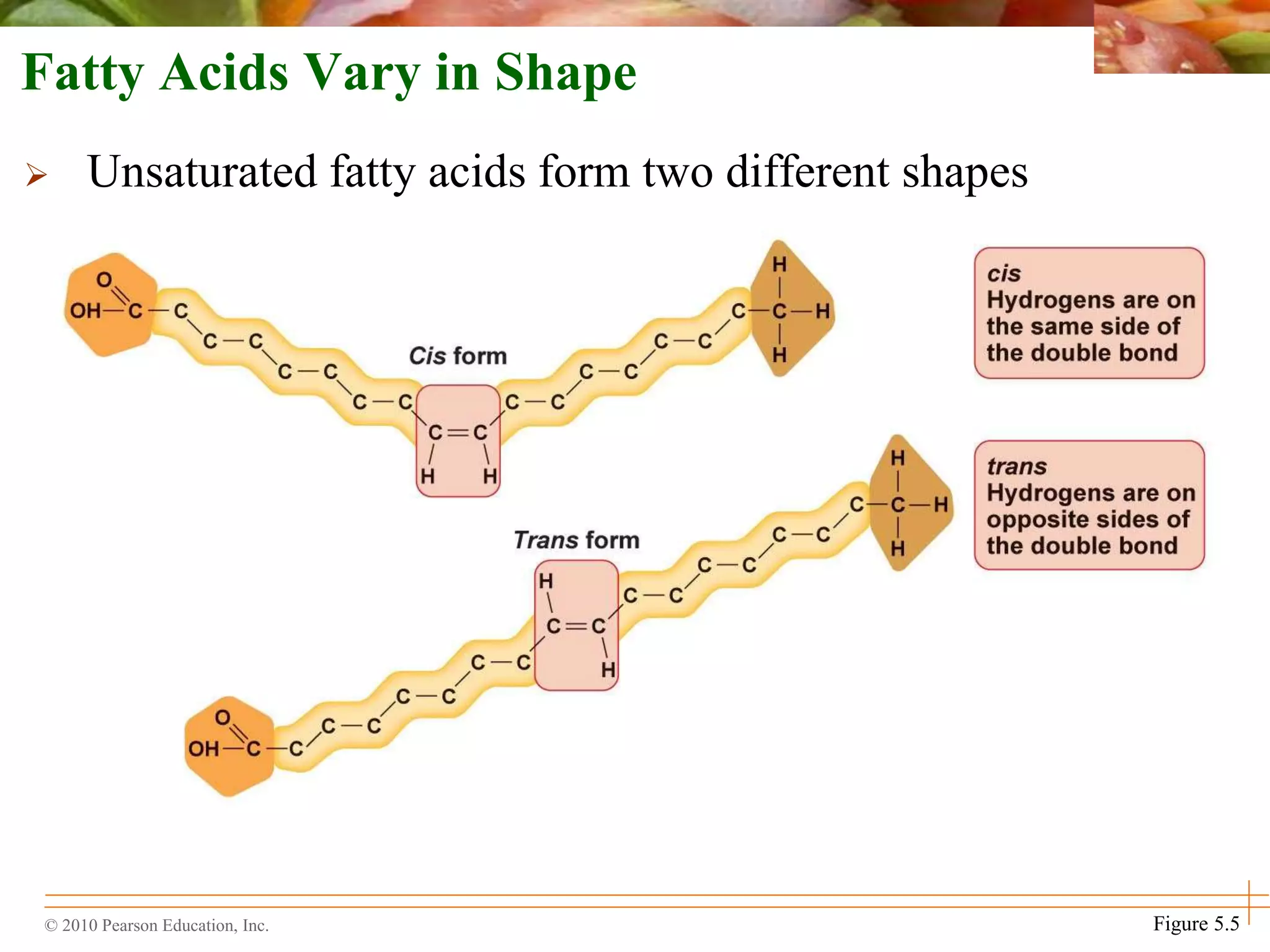 © 2010 Pearson Education, Inc. Figure 5.5
Fatty Acids Vary in Shape
 Unsaturated fatty acids form two different shapes
 