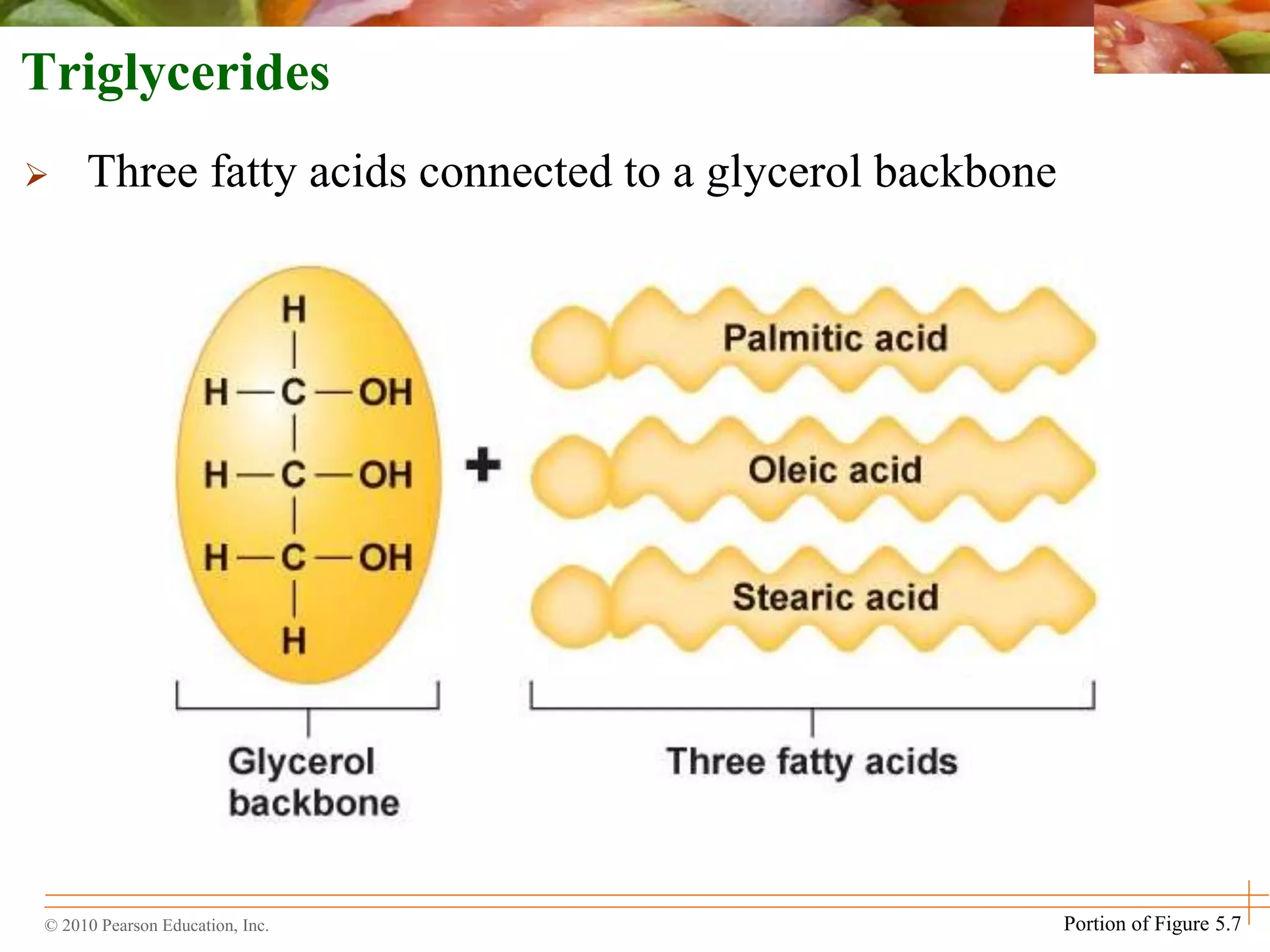 © 2010 Pearson Education, Inc. Portion of Figure 5.7
Triglycerides
 Three fatty acids connected to a glycerol backbone
 