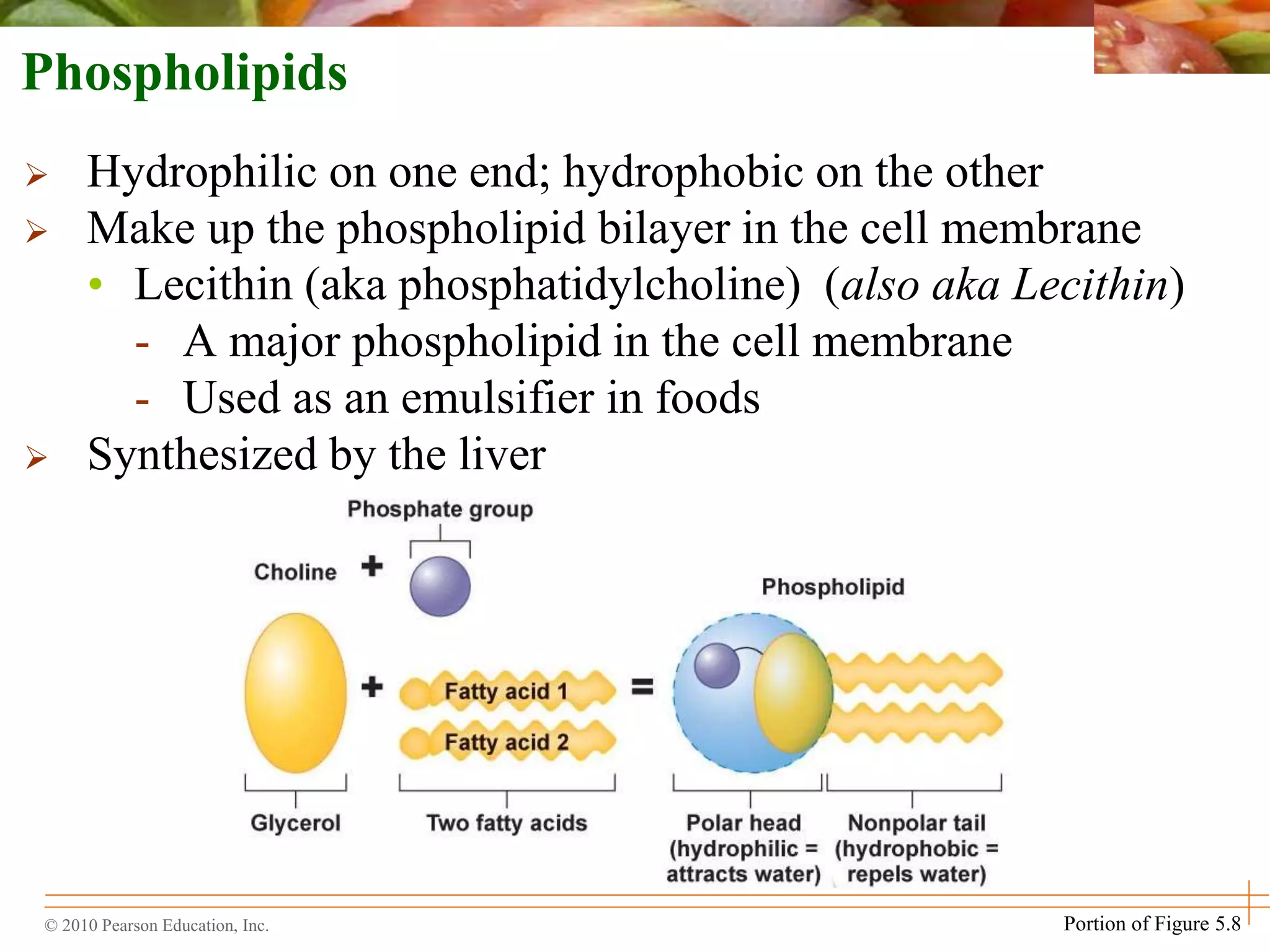 © 2010 Pearson Education, Inc.
 Hydrophilic on one end; hydrophobic on the other
 Make up the phospholipid bilayer in the cell membrane
• Lecithin (aka phosphatidylcholine) (also aka Lecithin)
- A major phospholipid in the cell membrane
- Used as an emulsifier in foods
 Synthesized by the liver
Phospholipids
Portion of Figure 5.8
 