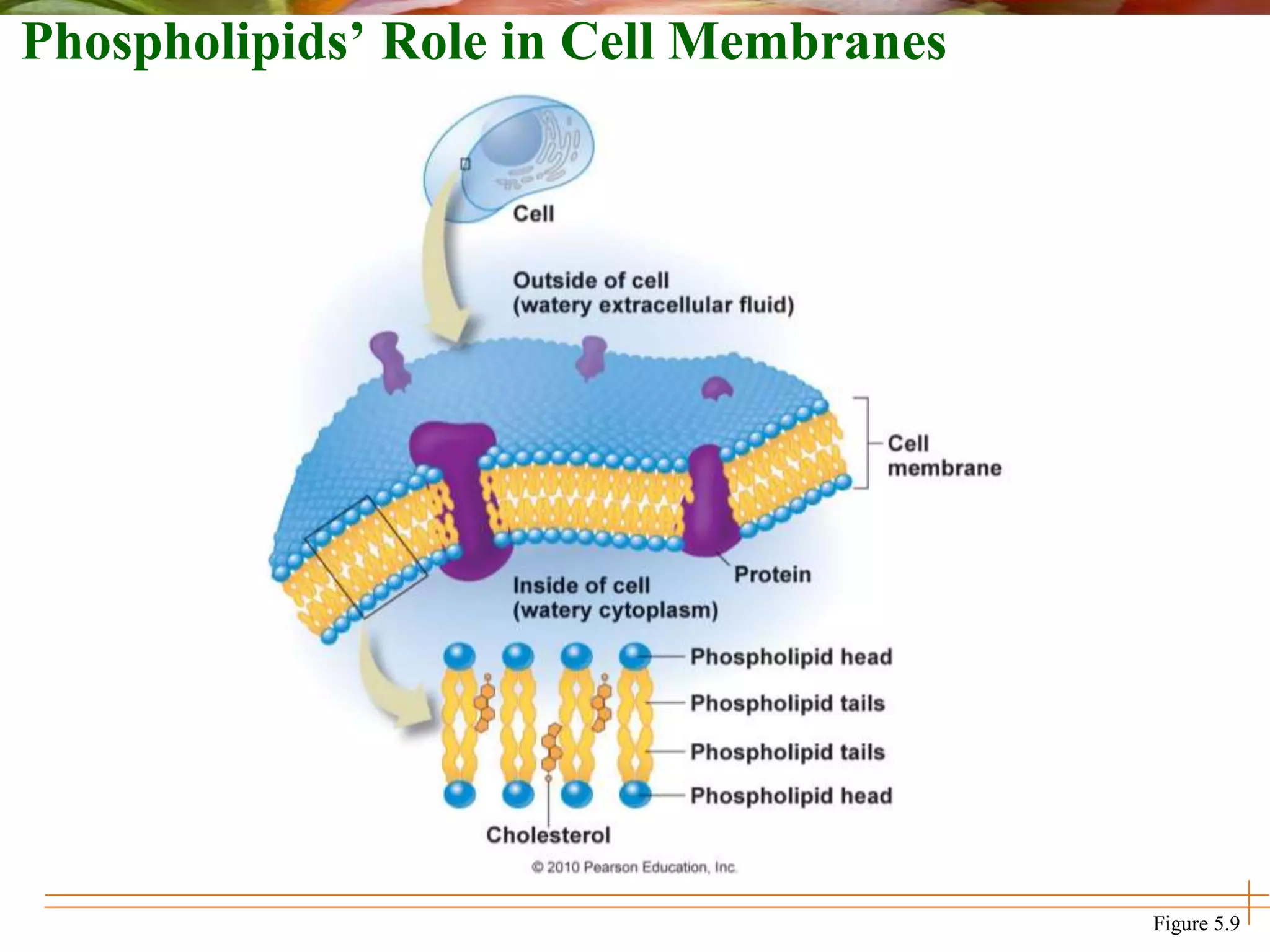 Phospholipids’ Role in Cell Membranes
Figure 5.9
 