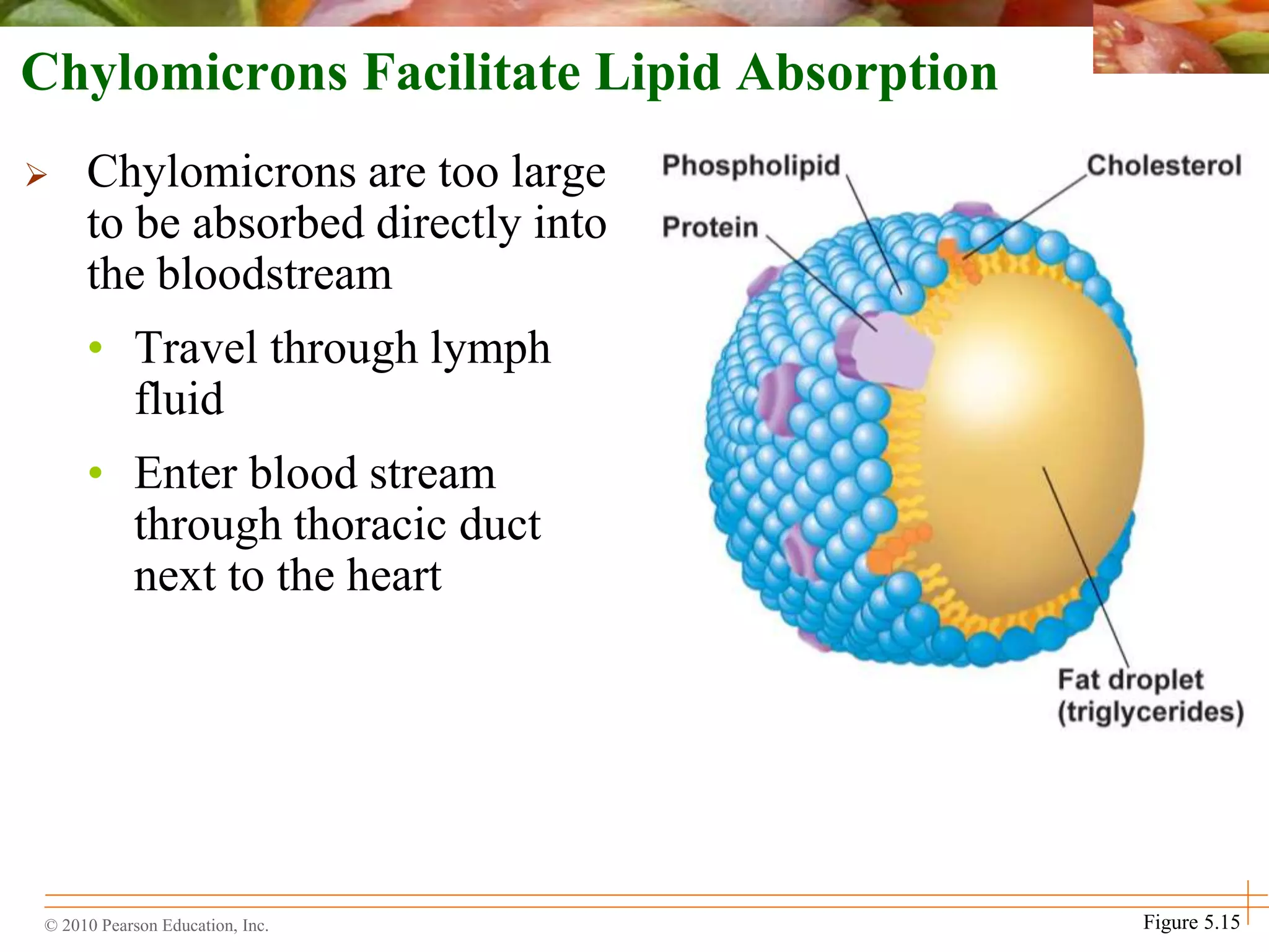 © 2010 Pearson Education, Inc. Figure 5.15
Chylomicrons Facilitate Lipid Absorption
 Chylomicrons are too large
to be absorbed directly into
the bloodstream
• Travel through lymph
fluid
• Enter blood stream
through thoracic duct
next to the heart
 