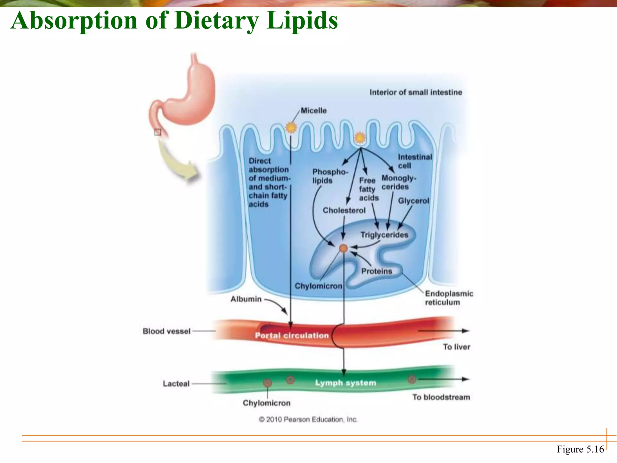 Absorption of Dietary Lipids
Figure 5.16
 