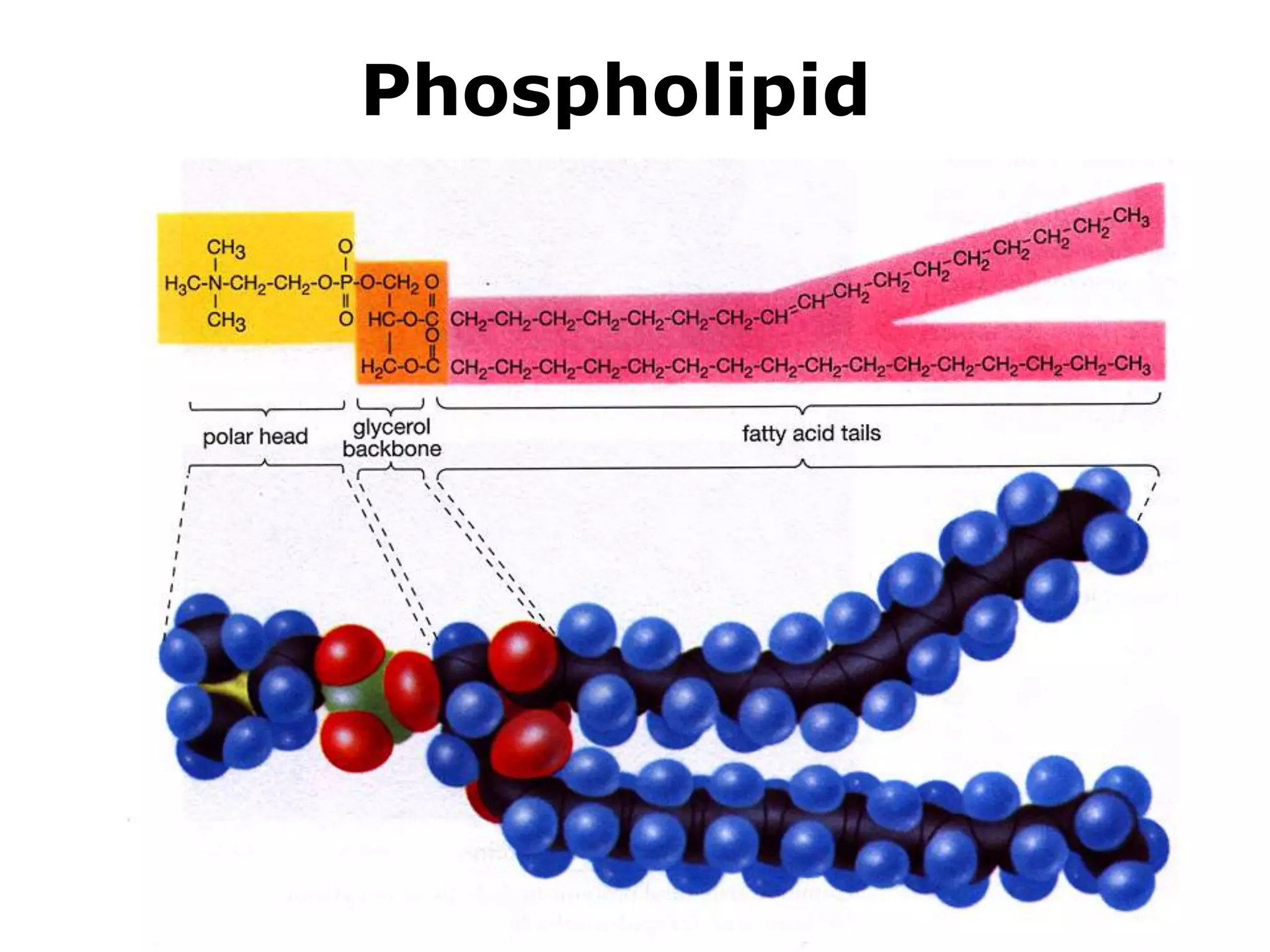 Phospholipid 
 