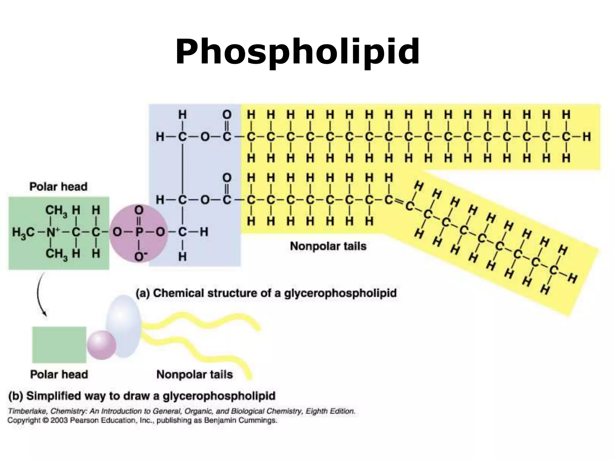 Phospholipid 
 