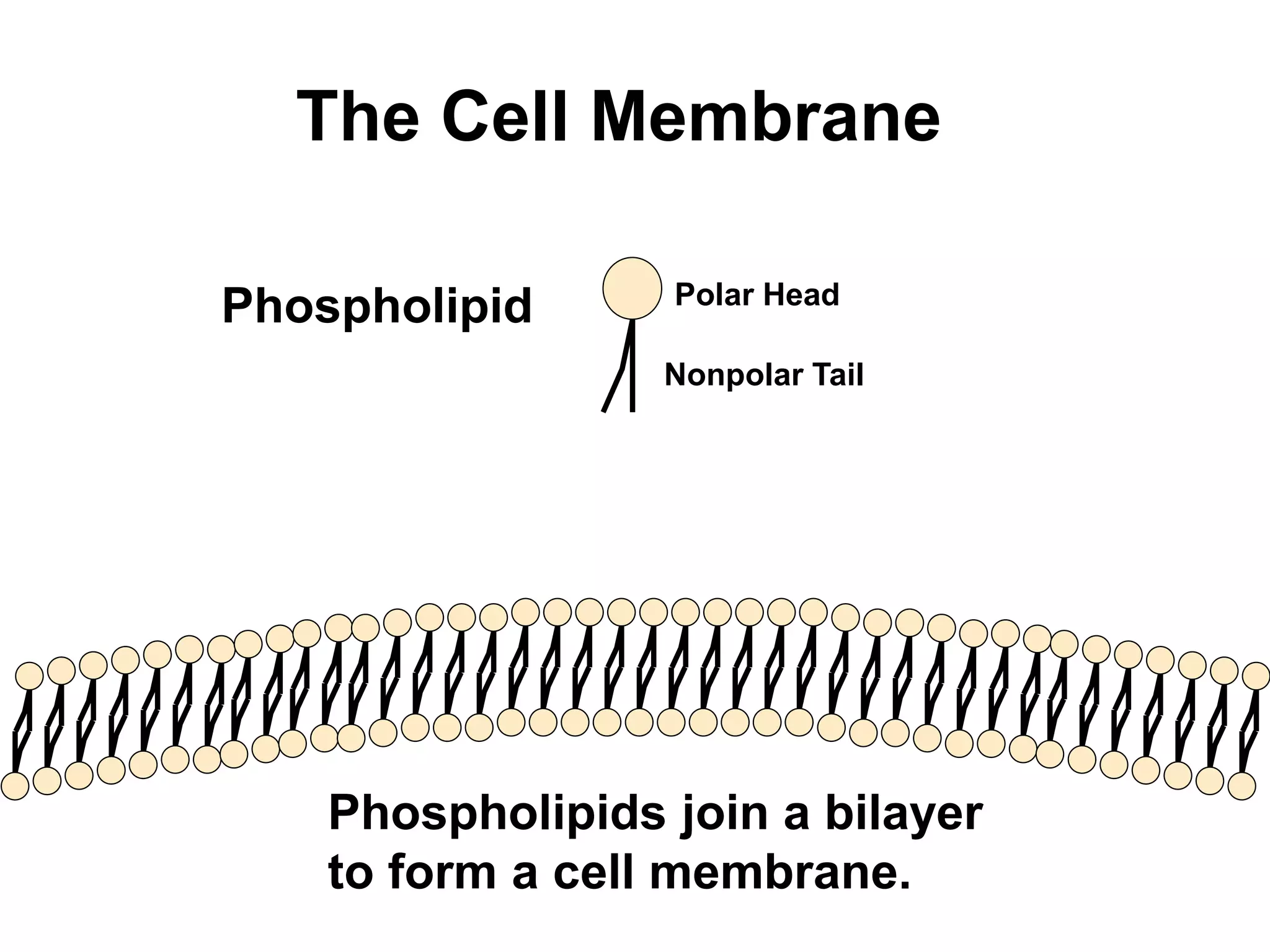 The Cell Membrane 
Phospholipid 
Polar Head 
Nonpolar Tail 
Phospholipids join a bilayer 
to form a cell membrane. 
 