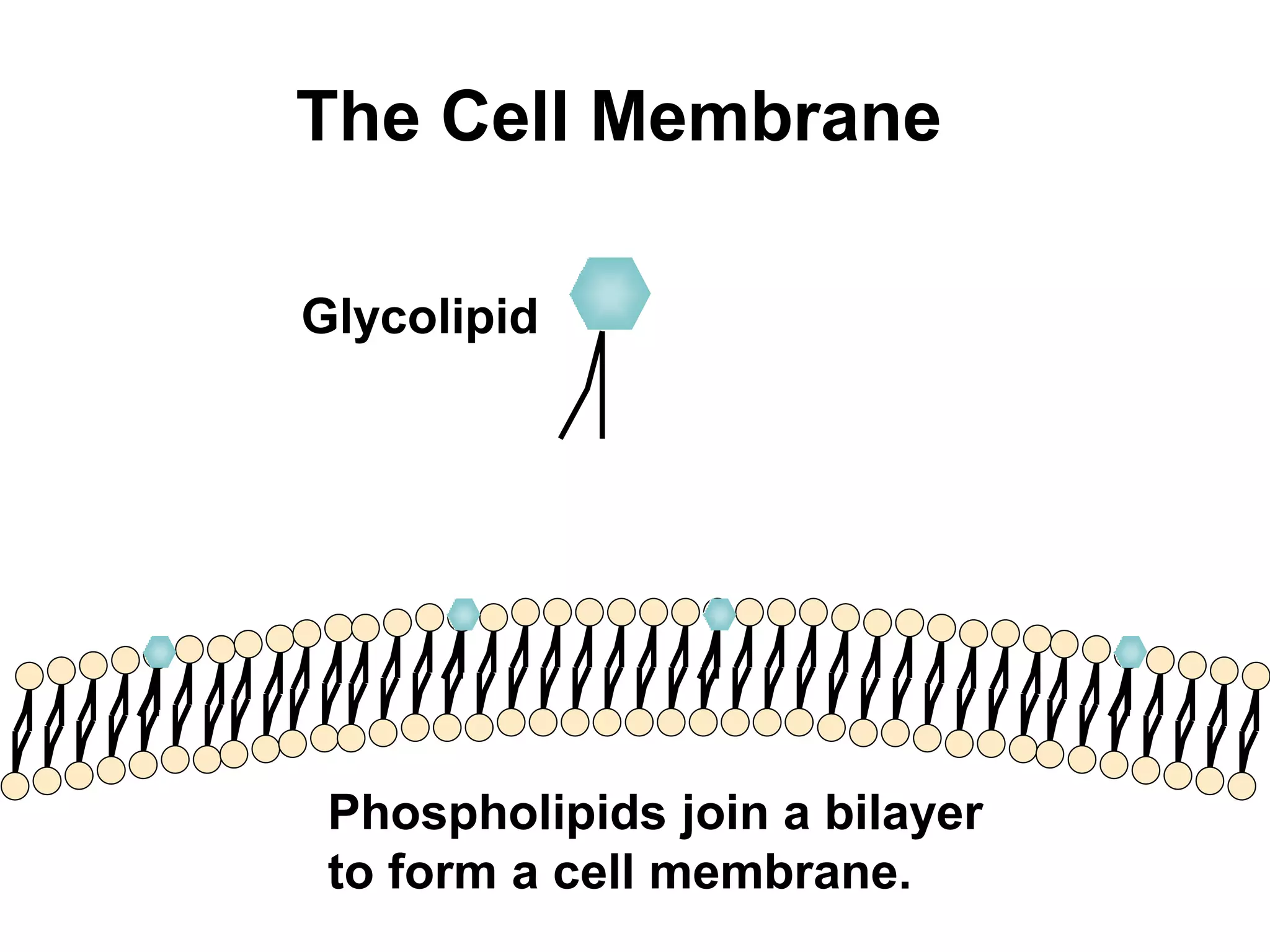 The Cell Membrane 
Glycolipid 
Phospholipids join a bilayer 
to form a cell membrane. 
 