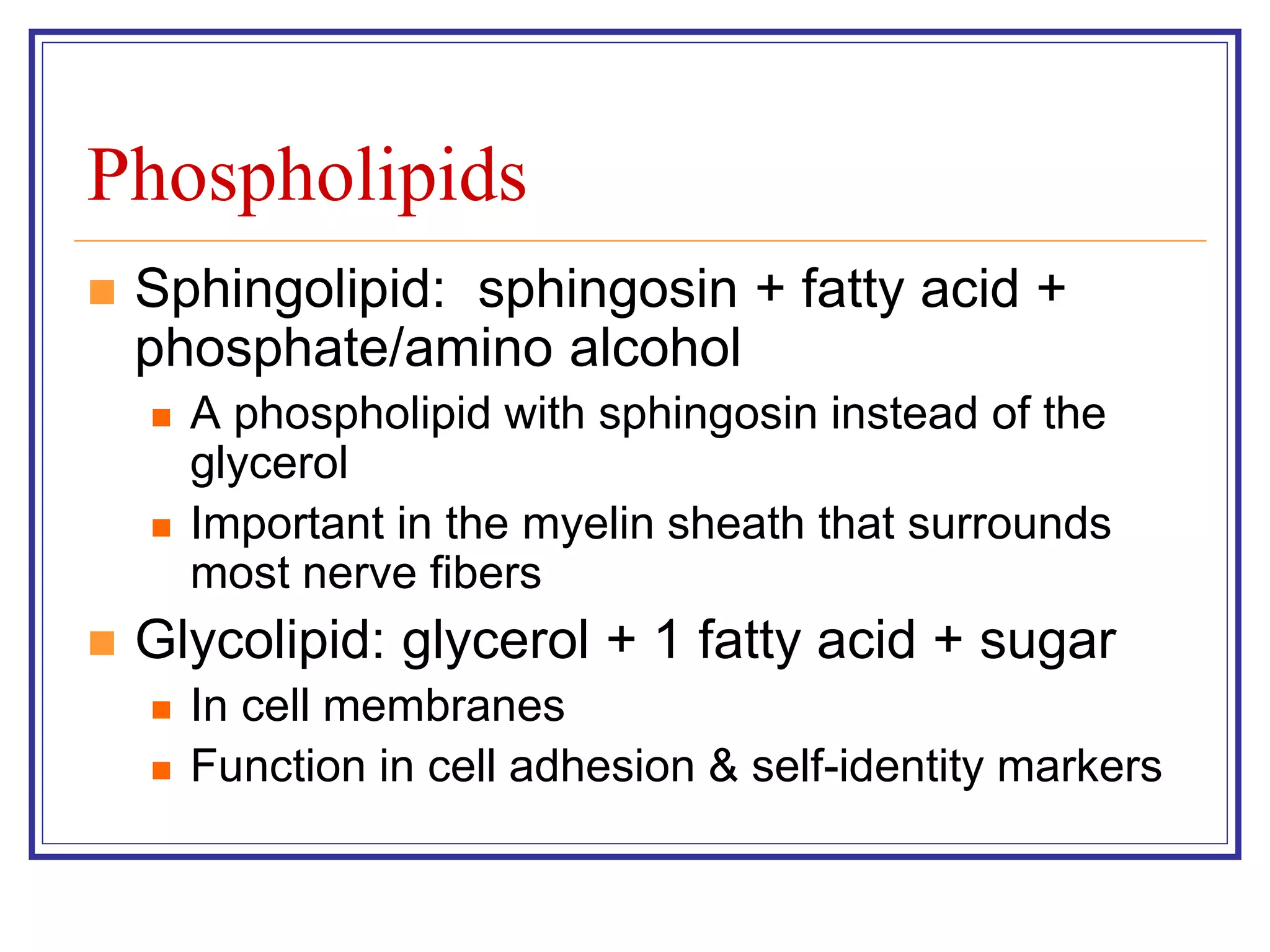 Phospholipids 
 Sphingolipid: sphingosin + fatty acid + 
phosphate/amino alcohol 
 A phospholipid with sphingosin instead of the 
glycerol 
 Important in the myelin sheath that surrounds 
most nerve fibers 
 Glycolipid: glycerol + 1 fatty acid + sugar 
 In cell membranes 
 Function in cell adhesion & self-identity markers 
 