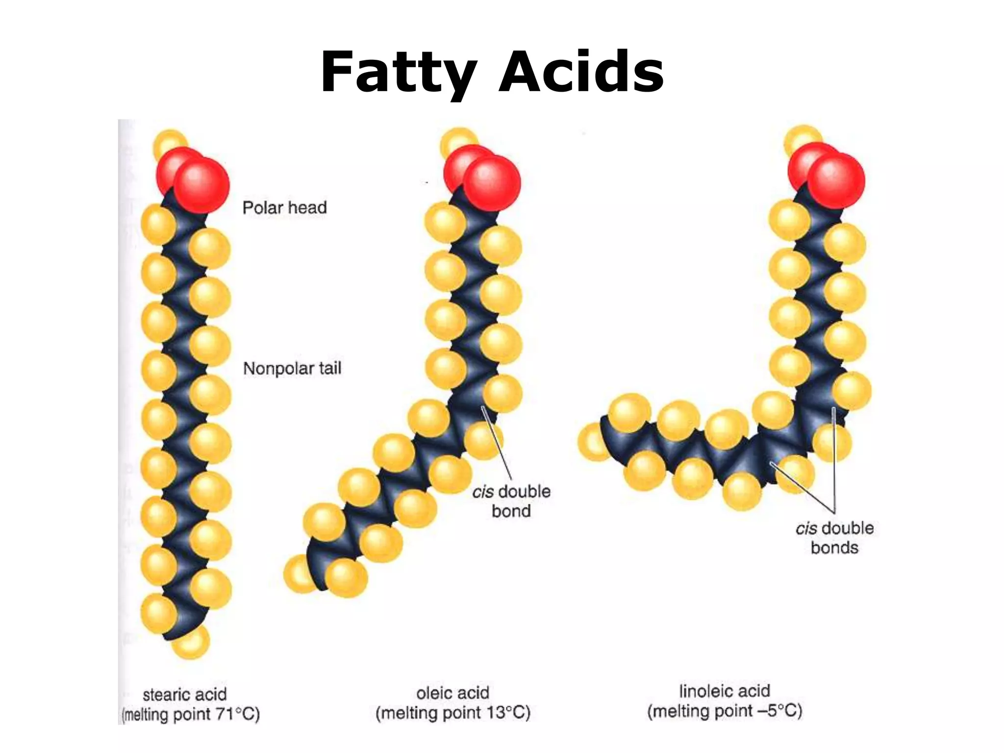 Fatty Acids 
 