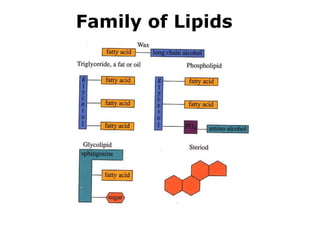 lipids function chemistry biochemistry