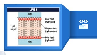 Biochemistry MC 2 :Lec LIPIDS_NEW (1).pptx