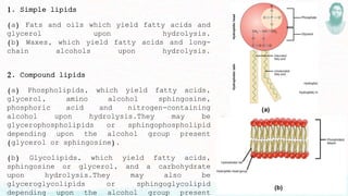 1. Simple lipids
(a) Fats and oils which yield fatty acids and
glycerol upon hydrolysis.
(b) Waxes, which yield fatty acids and long-
chain alcohols upon hydrolysis.
2. Compound lipids
(a) Phospholipids, which yield fatty acids,
glycerol, amino alcohol sphingosine,
phosphoric acid and nitrogen-containing
alcohol upon hydrolysis.They may be
glycerophospholipids or sphingophospholipid
depending upon the alcohol group present
(glycerol or sphingosine).
(b) Glycolipids, which yield fatty acids,
sphingosine or glycerol, and a carbohydrate
upon hydrolysis.They may also be
glyceroglycolipids or sphingoglycolipid
depending upon the alcohol group present
 