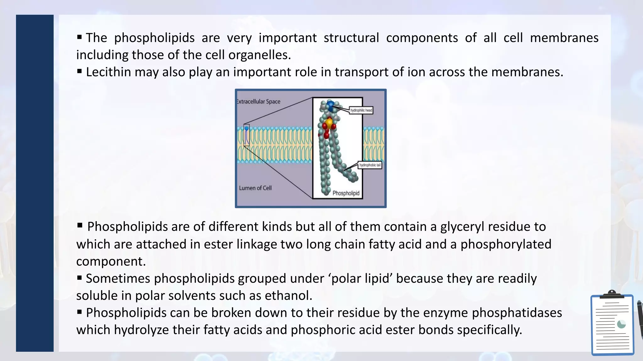  The phospholipids are very important structural components of all cell membranes
including those of the cell organelles.
 Lecithin may also play an important role in transport of ion across the membranes.
 Phospholipids are of different kinds but all of them contain a glyceryl residue to
which are attached in ester linkage two long chain fatty acid and a phosphorylated
component.
 Sometimes phospholipids grouped under ‘polar lipid’ because they are readily
soluble in polar solvents such as ethanol.
 Phospholipids can be broken down to their residue by the enzyme phosphatidases
which hydrolyze their fatty acids and phosphoric acid ester bonds specifically.
 