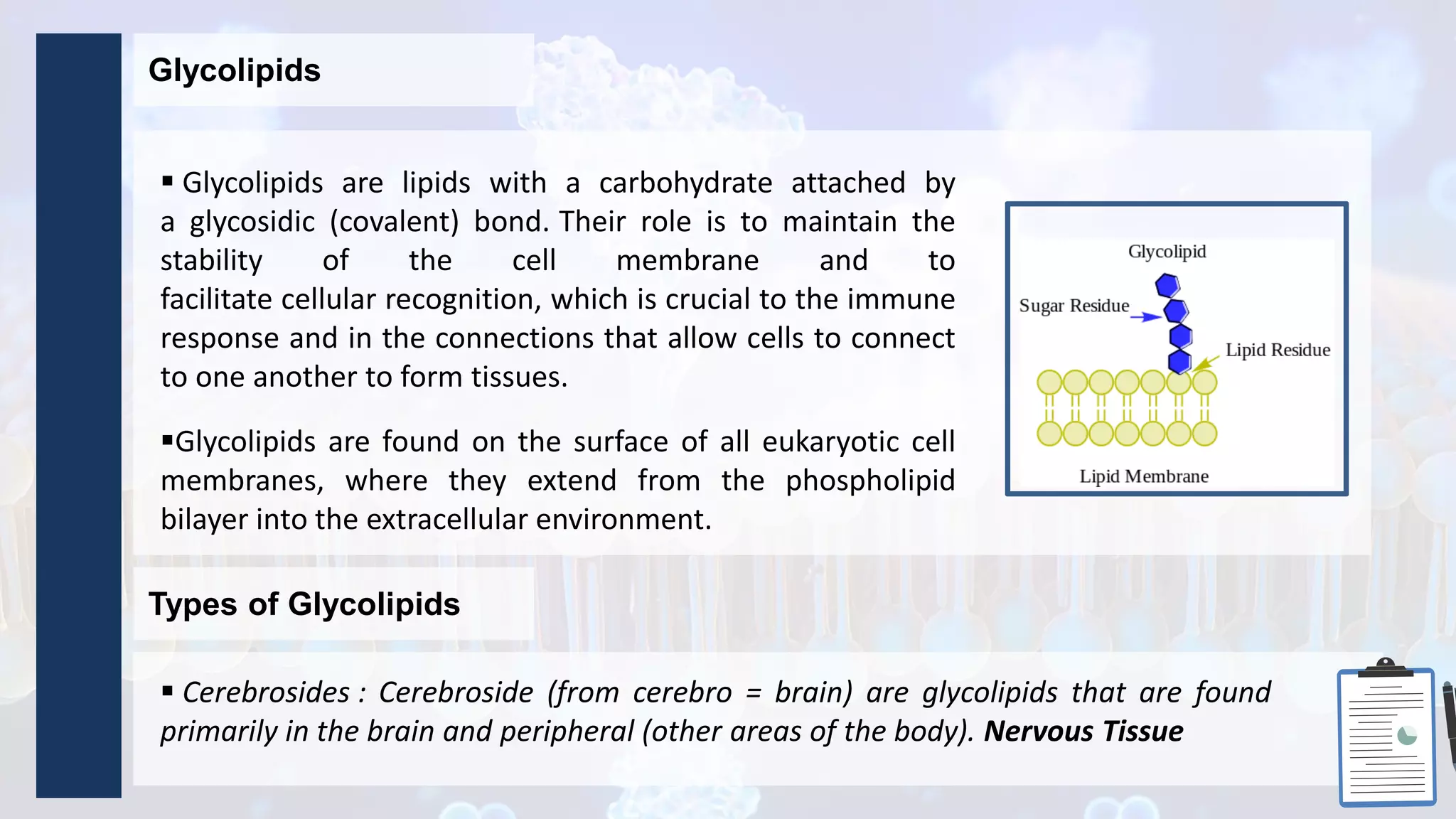 Glycolipids
 Glycolipids are lipids with a carbohydrate attached by
a glycosidic (covalent) bond. Their role is to maintain the
stability of the cell membrane and to
facilitate cellular recognition, which is crucial to the immune
response and in the connections that allow cells to connect
to one another to form tissues.
Glycolipids are found on the surface of all eukaryotic cell
membranes, where they extend from the phospholipid
bilayer into the extracellular environment.
Types of Glycolipids
 Cerebrosides : Cerebroside (from cerebro = brain) are glycolipids that are found
primarily in the brain and peripheral (other areas of the body). Nervous Tissue
 