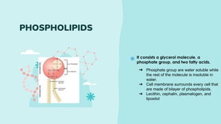 It consists a glycerol molecule, a
phosphate group, and two fatty acids.
PHOSPHOLIPIDS
➔ Phosphate group are water soluble while
the rest of the molecule is insoluble in
water.
➔ Cell membrane surrounds every cell that
are made of bilayer of phospholipids.
➔ Lecithin, cephalin, plasmalogen, and
lipositol
 