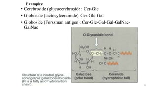 Globoside lipids biochemistry science PPT for college students and teachers | PPTX