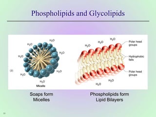 33
Phospholipids and Glycolipids
Soaps form
Micelles
Phospholipids form
Lipid Bilayers
 