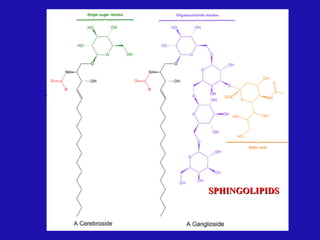 SPHINGOLIPIDS
SPHINGOLIPIDS
 