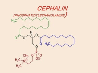 CEPHALIN
(PHOSPHATIDYLETHANOLAMINE)
 